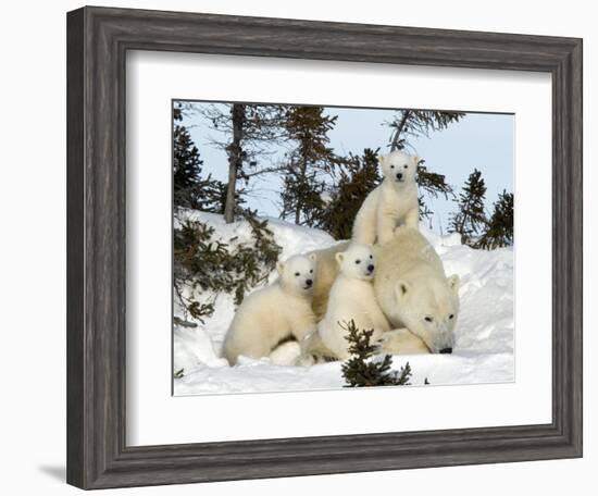 Polar Bear (Ursus Maritimus) Mother with Triplets, Wapusk National Park, Churchill, Manitoba-Thorsten Milse-Framed Photographic Print