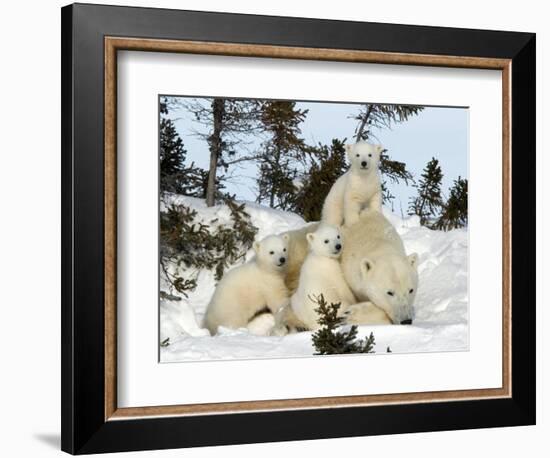 Polar Bear (Ursus Maritimus) Mother with Triplets, Wapusk National Park, Churchill, Manitoba-Thorsten Milse-Framed Photographic Print