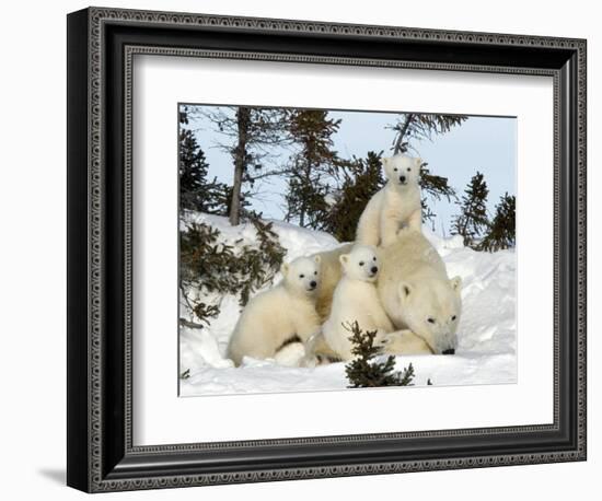 Polar Bear (Ursus Maritimus) Mother with Triplets, Wapusk National Park, Churchill, Manitoba-Thorsten Milse-Framed Photographic Print