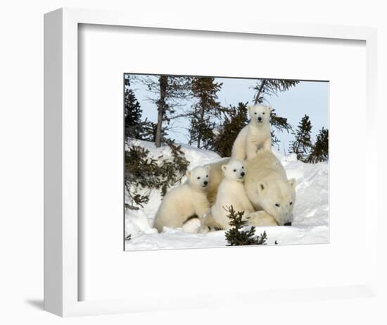 Polar Bear (Ursus Maritimus) Mother with Triplets, Wapusk National Park, Churchill, Manitoba-Thorsten Milse-Framed Photographic Print