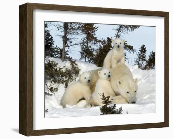 Polar Bear (Ursus Maritimus) Mother with Triplets, Wapusk National Park, Churchill, Manitoba-Thorsten Milse-Framed Photographic Print