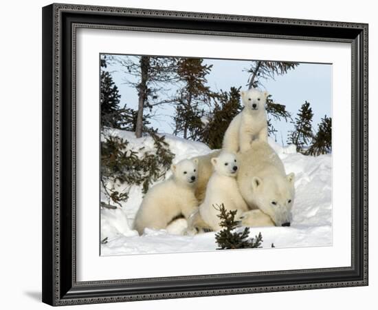 Polar Bear (Ursus Maritimus) Mother with Triplets, Wapusk National Park, Churchill, Manitoba-Thorsten Milse-Framed Photographic Print