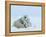 Polar Bear (Ursus Maritimus) Mother with Triplets, Wapusk National Park, Churchill, Manitoba-Thorsten Milse-Framed Premier Image Canvas