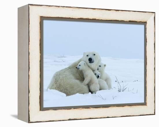 Polar Bear (Ursus Maritimus) Mother with Triplets, Wapusk National Park, Churchill, Manitoba-Thorsten Milse-Framed Premier Image Canvas