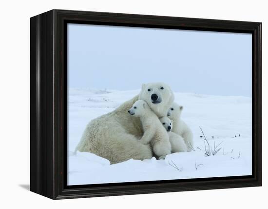 Polar Bear (Ursus Maritimus) Mother with Triplets, Wapusk National Park, Churchill, Manitoba-Thorsten Milse-Framed Premier Image Canvas