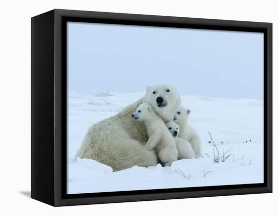 Polar Bear (Ursus Maritimus) Mother with Triplets, Wapusk National Park, Churchill, Manitoba-Thorsten Milse-Framed Premier Image Canvas