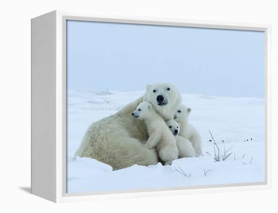 Polar Bear (Ursus Maritimus) Mother with Triplets, Wapusk National Park, Churchill, Manitoba-Thorsten Milse-Framed Premier Image Canvas