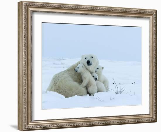 Polar Bear (Ursus Maritimus) Mother with Triplets, Wapusk National Park, Churchill, Manitoba-Thorsten Milse-Framed Photographic Print