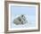 Polar Bear (Ursus Maritimus) Mother with Triplets, Wapusk National Park, Churchill, Manitoba-Thorsten Milse-Framed Photographic Print