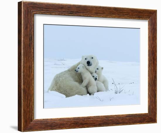 Polar Bear (Ursus Maritimus) Mother with Triplets, Wapusk National Park, Churchill, Manitoba-Thorsten Milse-Framed Photographic Print