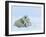 Polar Bear (Ursus Maritimus) Mother with Triplets, Wapusk National Park, Churchill, Manitoba-Thorsten Milse-Framed Photographic Print