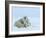 Polar Bear (Ursus Maritimus) Mother with Triplets, Wapusk National Park, Churchill, Manitoba-Thorsten Milse-Framed Photographic Print