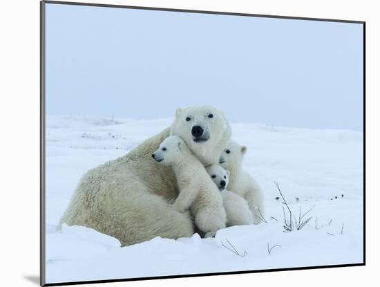 Polar Bear (Ursus Maritimus) Mother with Triplets, Wapusk National Park, Churchill, Manitoba-Thorsten Milse-Mounted Photographic Print