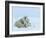 Polar Bear (Ursus Maritimus) Mother with Triplets, Wapusk National Park, Churchill, Manitoba-Thorsten Milse-Framed Photographic Print