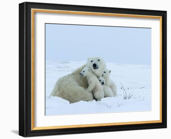 Polar Bear (Ursus Maritimus) Mother with Triplets, Wapusk National Park, Churchill, Manitoba-Thorsten Milse-Framed Photographic Print