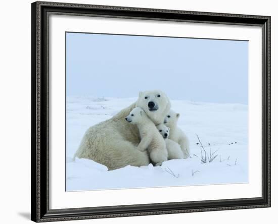 Polar Bear (Ursus Maritimus) Mother with Triplets, Wapusk National Park, Churchill, Manitoba-Thorsten Milse-Framed Photographic Print