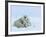 Polar Bear (Ursus Maritimus) Mother with Triplets, Wapusk National Park, Churchill, Manitoba-Thorsten Milse-Framed Photographic Print