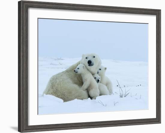 Polar Bear (Ursus Maritimus) Mother with Triplets, Wapusk National Park, Churchill, Manitoba-Thorsten Milse-Framed Photographic Print