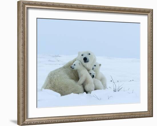 Polar Bear (Ursus Maritimus) Mother with Triplets, Wapusk National Park, Churchill, Manitoba-Thorsten Milse-Framed Photographic Print