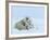 Polar Bear (Ursus Maritimus) Mother with Triplets, Wapusk National Park, Churchill, Manitoba-Thorsten Milse-Framed Photographic Print