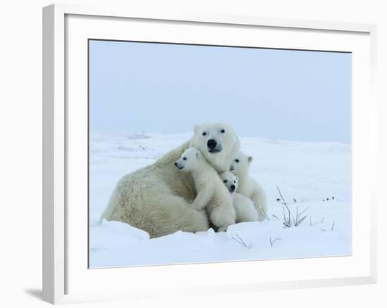 Polar Bear (Ursus Maritimus) Mother with Triplets, Wapusk National Park, Churchill, Manitoba-Thorsten Milse-Framed Photographic Print