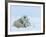 Polar Bear (Ursus Maritimus) Mother with Triplets, Wapusk National Park, Churchill, Manitoba-Thorsten Milse-Framed Photographic Print