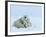 Polar Bear (Ursus Maritimus) Mother with Triplets, Wapusk National Park, Churchill, Manitoba-Thorsten Milse-Framed Photographic Print