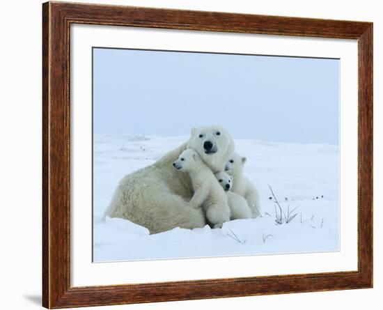 Polar Bear (Ursus Maritimus) Mother with Triplets, Wapusk National Park, Churchill, Manitoba-Thorsten Milse-Framed Photographic Print