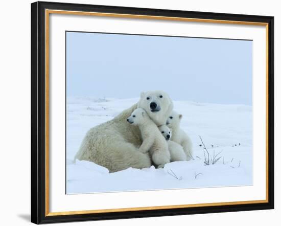 Polar Bear (Ursus Maritimus) Mother with Triplets, Wapusk National Park, Churchill, Manitoba-Thorsten Milse-Framed Photographic Print