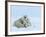 Polar Bear (Ursus Maritimus) Mother with Triplets, Wapusk National Park, Churchill, Manitoba-Thorsten Milse-Framed Photographic Print