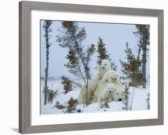 Polar Bear (Ursus Maritimus) Mother with Triplets, Wapusk National Park, Churchill, Manitoba-Thorsten Milse-Framed Photographic Print