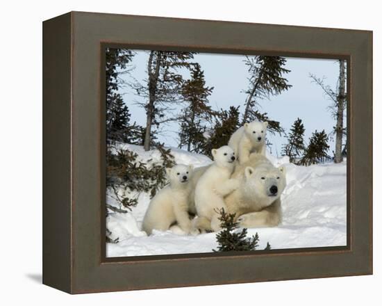 Polar Bear (Ursus Maritimus) Mother with Triplets, Wapusk National Park, Churchill, Manitoba-Thorsten Milse-Framed Premier Image Canvas