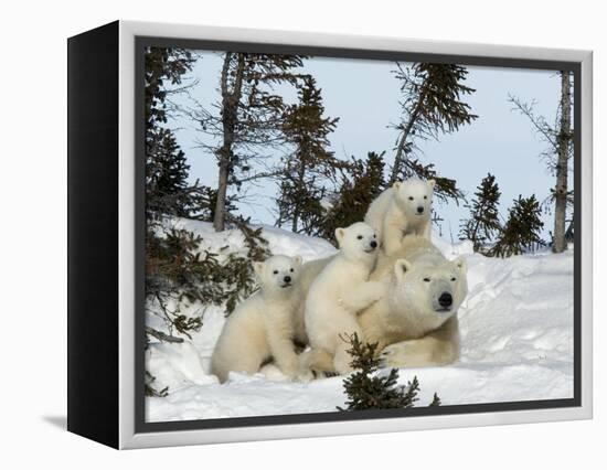 Polar Bear (Ursus Maritimus) Mother with Triplets, Wapusk National Park, Churchill, Manitoba-Thorsten Milse-Framed Premier Image Canvas