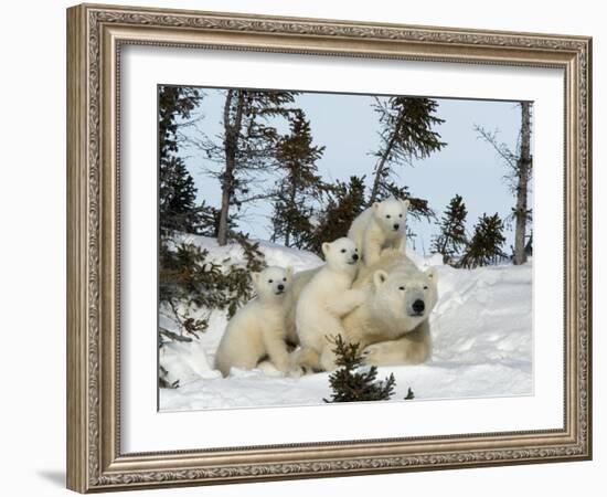 Polar Bear (Ursus Maritimus) Mother with Triplets, Wapusk National Park, Churchill, Manitoba-Thorsten Milse-Framed Photographic Print