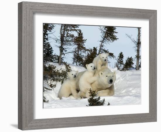 Polar Bear (Ursus Maritimus) Mother with Triplets, Wapusk National Park, Churchill, Manitoba-Thorsten Milse-Framed Photographic Print