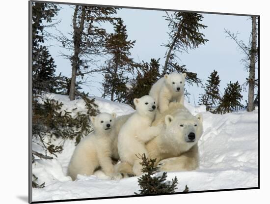 Polar Bear (Ursus Maritimus) Mother with Triplets, Wapusk National Park, Churchill, Manitoba-Thorsten Milse-Mounted Photographic Print