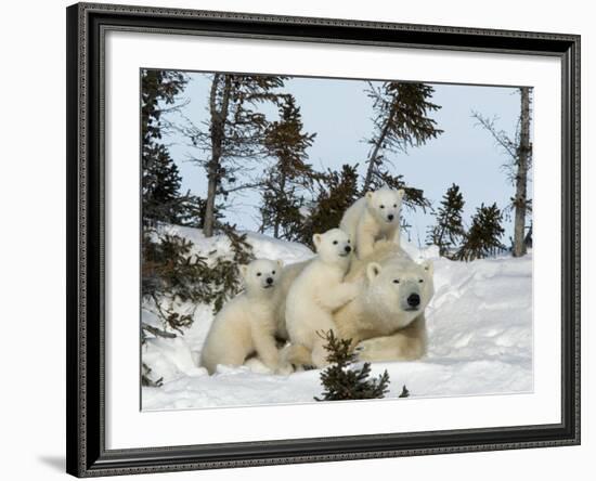 Polar Bear (Ursus Maritimus) Mother with Triplets, Wapusk National Park, Churchill, Manitoba-Thorsten Milse-Framed Photographic Print