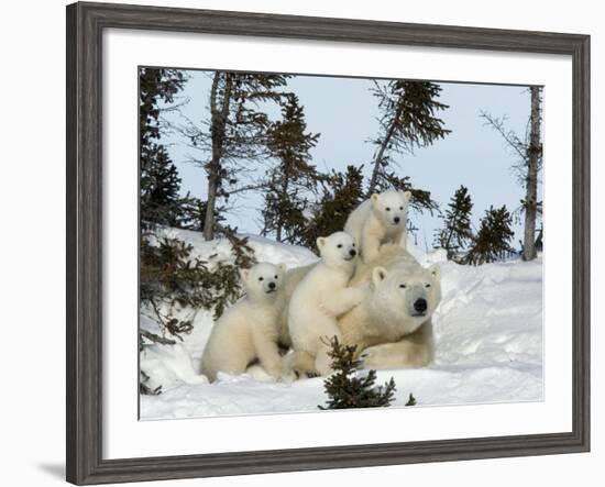 Polar Bear (Ursus Maritimus) Mother with Triplets, Wapusk National Park, Churchill, Manitoba-Thorsten Milse-Framed Photographic Print