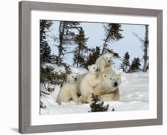 Polar Bear (Ursus Maritimus) Mother with Triplets, Wapusk National Park, Churchill, Manitoba-Thorsten Milse-Framed Photographic Print