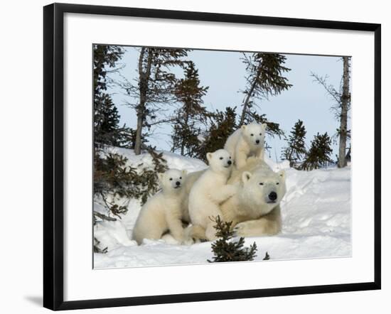 Polar Bear (Ursus Maritimus) Mother with Triplets, Wapusk National Park, Churchill, Manitoba-Thorsten Milse-Framed Photographic Print