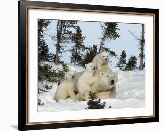 Polar Bear (Ursus Maritimus) Mother with Triplets, Wapusk National Park, Churchill, Manitoba-Thorsten Milse-Framed Photographic Print