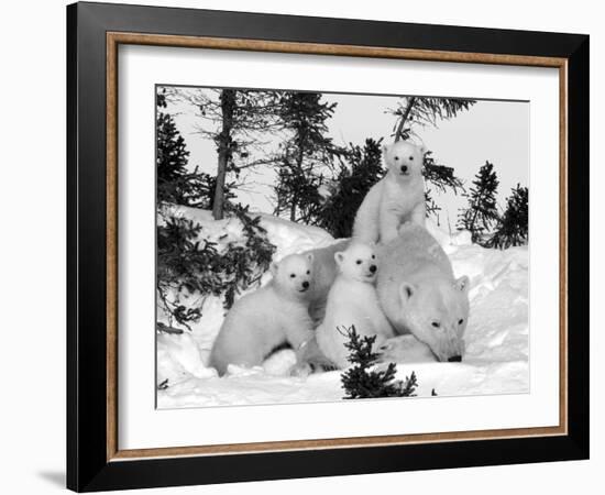 Polar Bear (Ursus Maritimus) Mother with Triplets, Wapusk National Park, Churchill, Manitoba-Thorsten Milse-Framed Premium Photographic Print