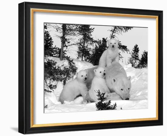 Polar Bear (Ursus Maritimus) Mother with Triplets, Wapusk National Park, Churchill, Manitoba-Thorsten Milse-Framed Premium Photographic Print