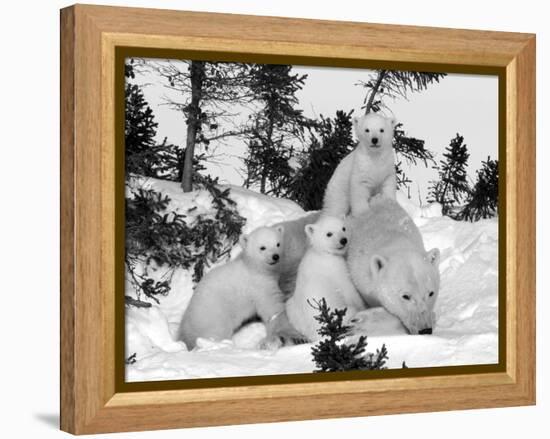 Polar Bear (Ursus Maritimus) Mother with Triplets, Wapusk National Park, Churchill, Manitoba-Thorsten Milse-Framed Premier Image Canvas