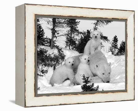 Polar Bear (Ursus Maritimus) Mother with Triplets, Wapusk National Park, Churchill, Manitoba-Thorsten Milse-Framed Premier Image Canvas