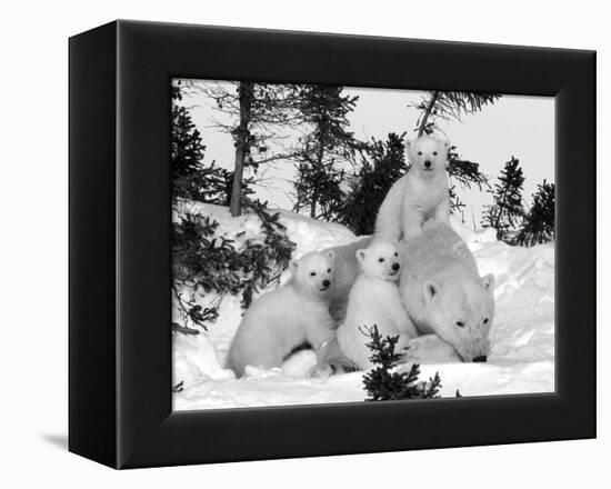 Polar Bear (Ursus Maritimus) Mother with Triplets, Wapusk National Park, Churchill, Manitoba-Thorsten Milse-Framed Premier Image Canvas