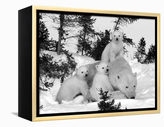 Polar Bear (Ursus Maritimus) Mother with Triplets, Wapusk National Park, Churchill, Manitoba-Thorsten Milse-Framed Premier Image Canvas