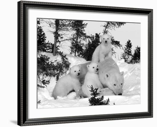 Polar Bear (Ursus Maritimus) Mother with Triplets, Wapusk National Park, Churchill, Manitoba-Thorsten Milse-Framed Photographic Print