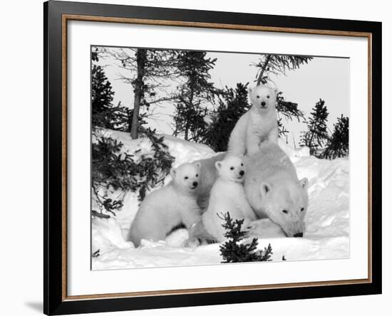 Polar Bear (Ursus Maritimus) Mother with Triplets, Wapusk National Park, Churchill, Manitoba-Thorsten Milse-Framed Photographic Print