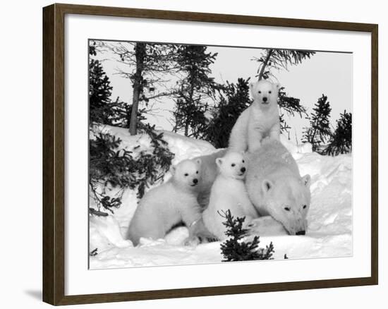 Polar Bear (Ursus Maritimus) Mother with Triplets, Wapusk National Park, Churchill, Manitoba-Thorsten Milse-Framed Photographic Print